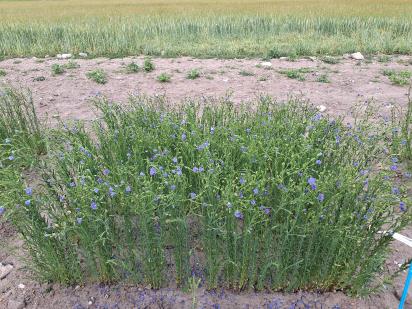 Click for 1 image(s) for this accession.